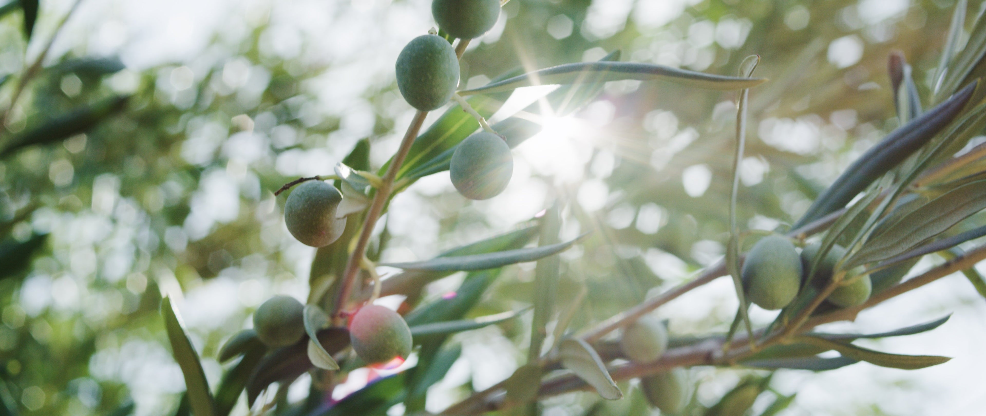 Olive Oil